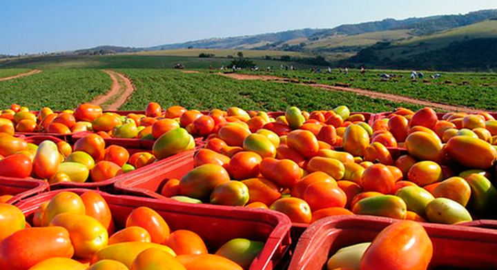 Prevén buena cosecha de jitomate en Querétaro Panorama Agrario