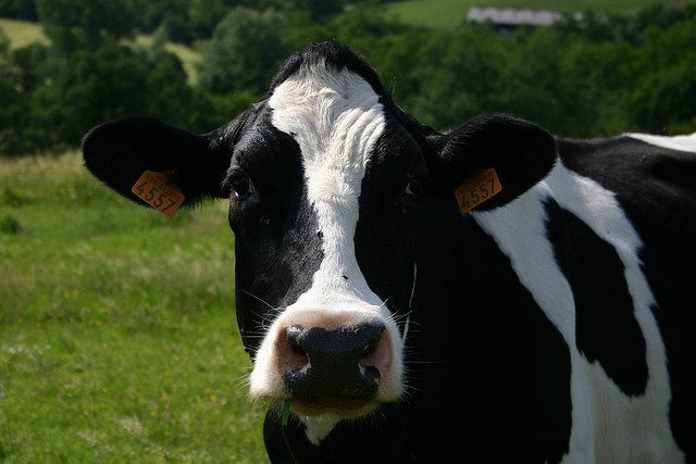 Guía Para La Alimentación De Vacas Lecheras De Acuerdo A Sus ...