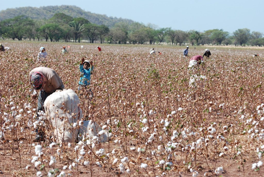 Siembra De Algodón Generará Cadena Productiva | Panorama Agrario