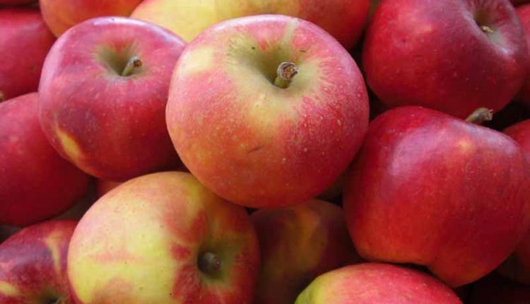 Me Como La Manzana Prohibida A Bocados