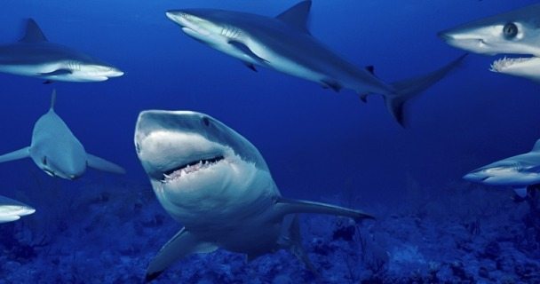 bolsa_tiburones