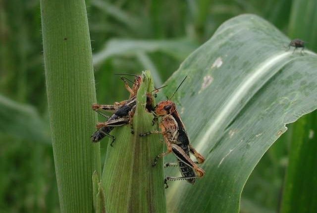 Apareció Nueva Plaga De Chapulines En Cultivos De La Región De ...