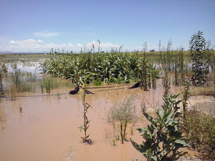 cultivos inundados