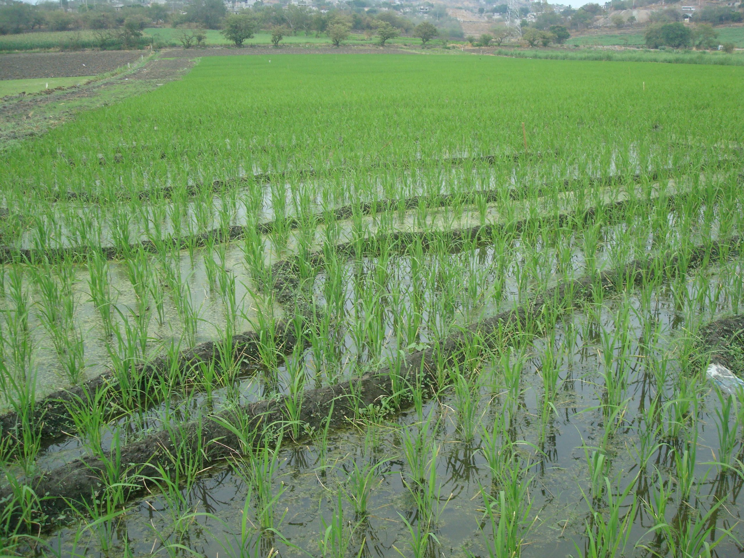 campo-de-arroz