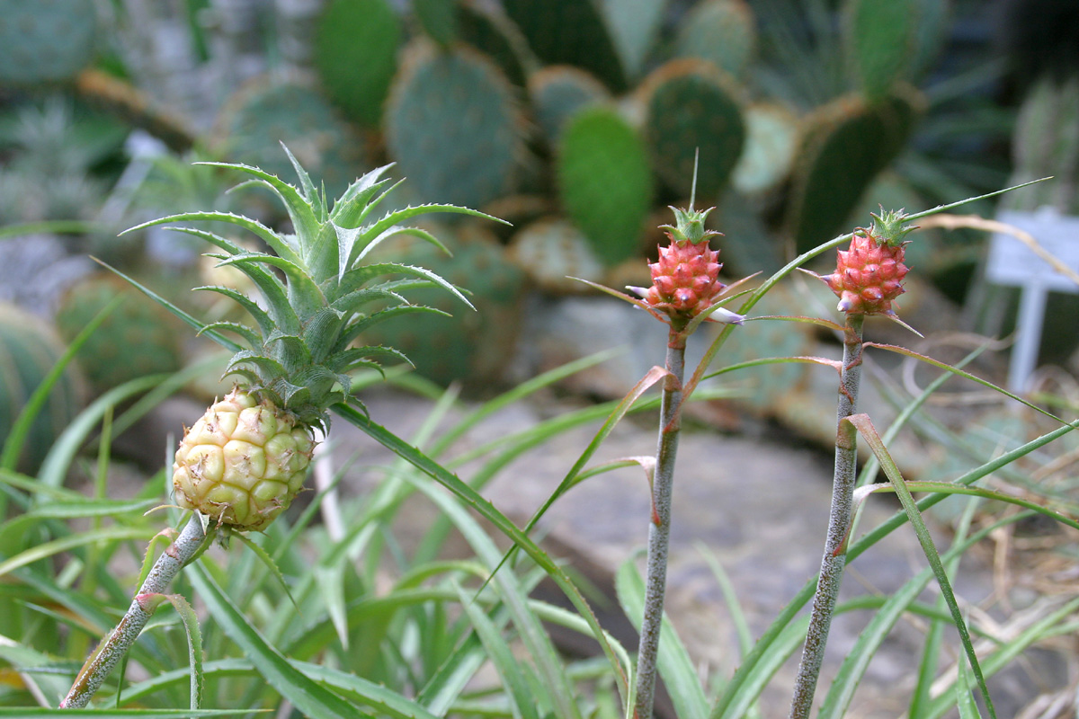 Cómo cultivar piñas miniatura en casa