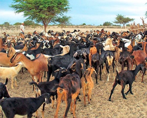 Mejoran ganado caprino en Morelos • Panorama Agrario