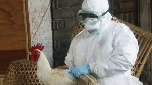 vacunación contra gripe aviar