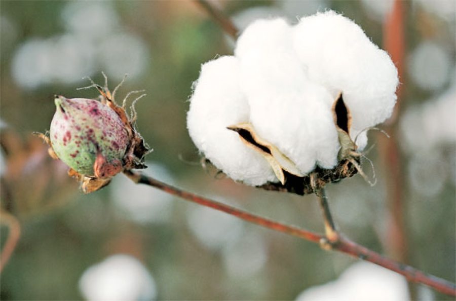 Indecopi inicia investigación de oficio a la importación de algodón de  EEUU  ECONOMIA  GESTIÓN