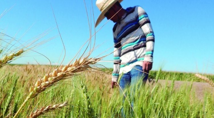 Supervisa Sagarpa El Desarrollo Del Cultivo Del Trigo En El Valle De Mexicali Panorama Agrario 5278