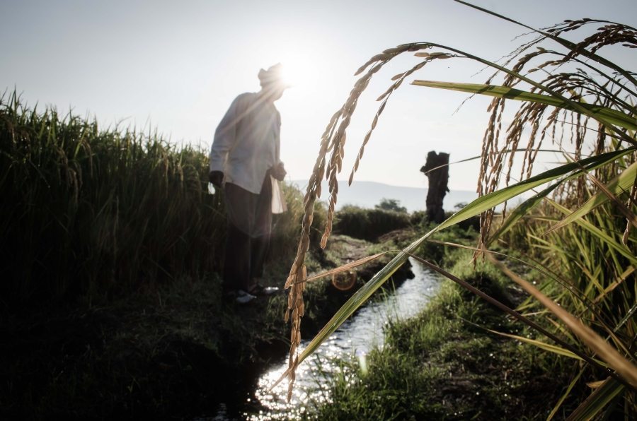 Una espiga de arroz destaca en la imagen tomada en un campo de cultivo en las orillas de Jojutla. | Máximo Cerdio