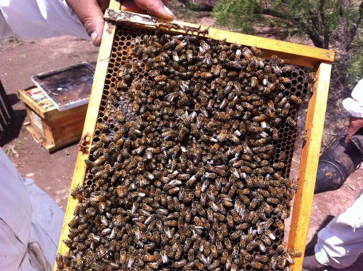 Abejas. La producción de miel fue tan baja en el estado que ahora los apicultores necesitan azúcar para alimentar sus colmenas, porque no hubo miel ni para ellas.