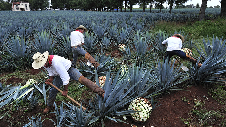 Autoridades premiarán piña de agave más grande y con más propiedades ...