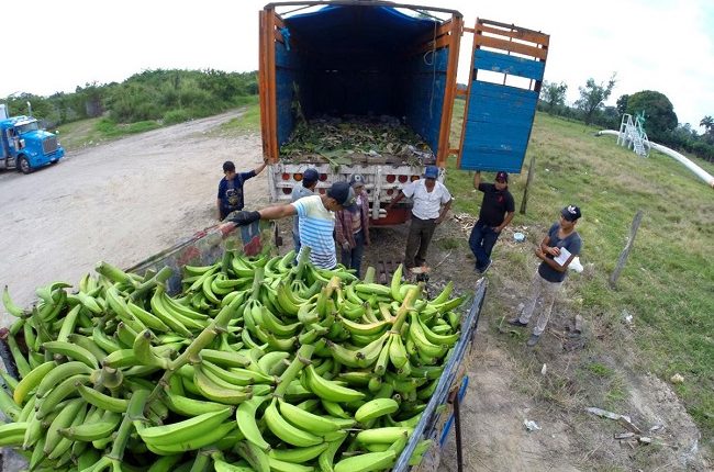 Reanudan exportación de plátano macho desde Tabasco a EUA | Panorama