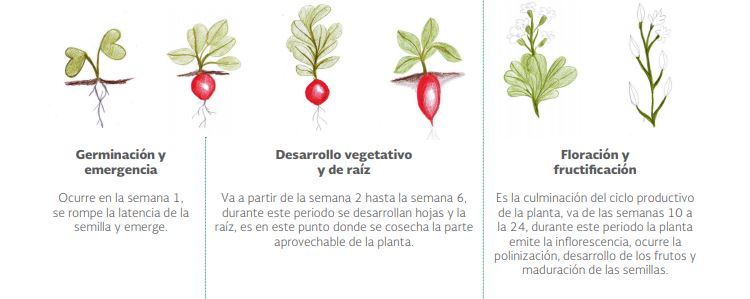 Etapas de desarrollo