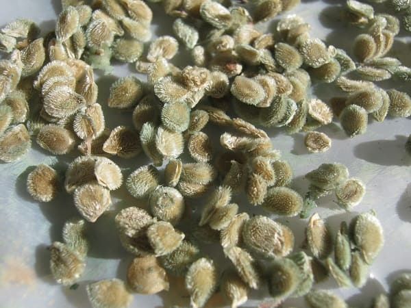 Semilla de jitomate