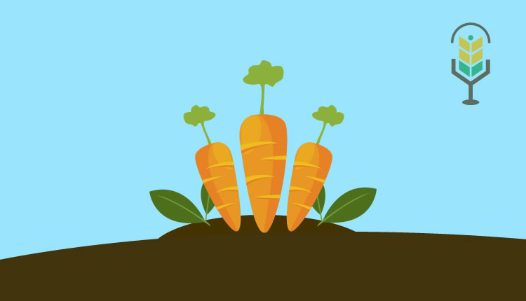Cómo cultivar zanahoria