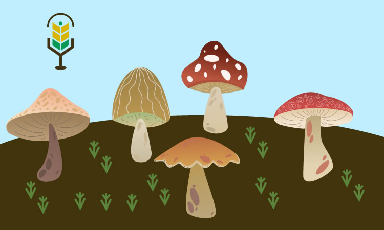 Reino Fungi dibujo